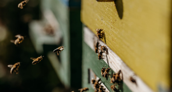 honey bees