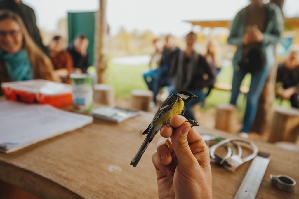 Bird ringing activity on a hike near Ljubljana