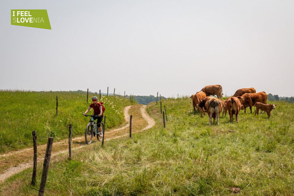 Cycling in pristine Bela krajina in Slovenia