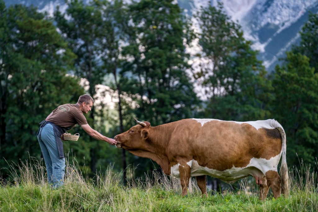 Farmer feeding his cow.