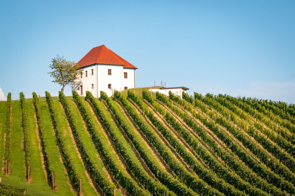 Cycling trip through the vineyards of Slovenske Konjice