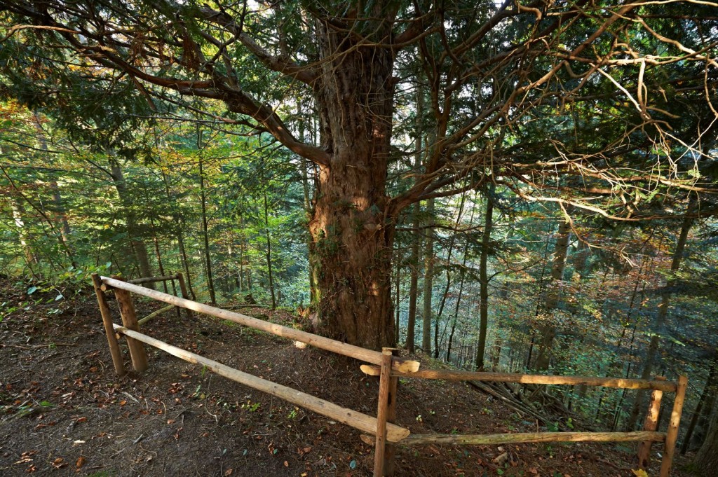 Pohodna pot po Logarski dolini in ogled enega najstarejših dreves v Sloveniji.