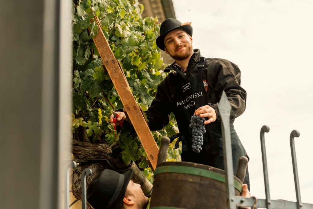 Obiranje grozdja na Festivalu najstarejše trte v Mariboru.