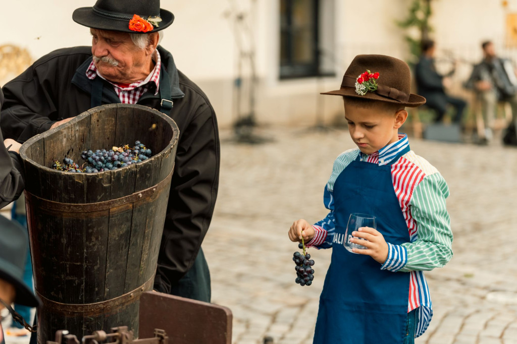 Prikaz tradicionalne trgatve na Festivalu najstarejše trte v Mariboru.