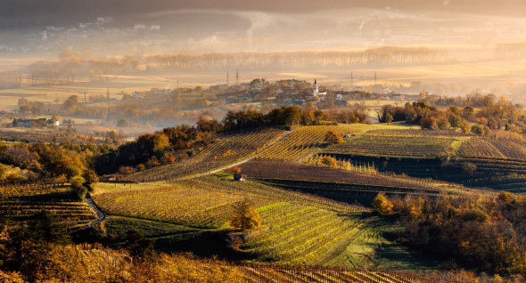 Vineyards of the Vipava Valley at sunset