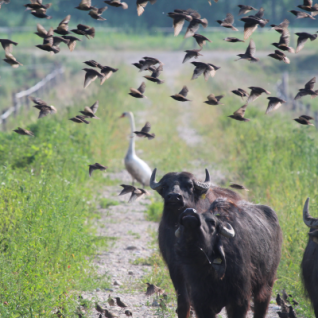 Water buffaloes in the Ormož Lagoons Nature Reserve.