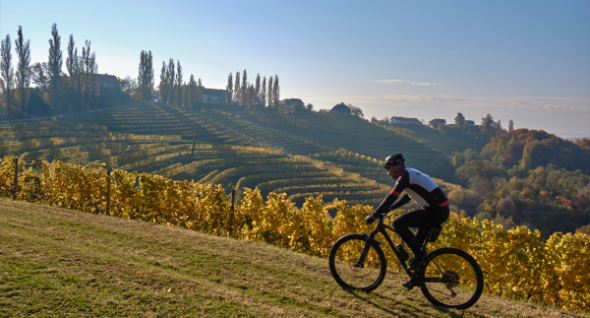 A cyclist riding through the vineyards of Jeruzalem Slovenija along scenic wine roads.