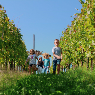A family running through the vineyards of Jeruzalem Slovenija while exploring the wine-growing landscape.