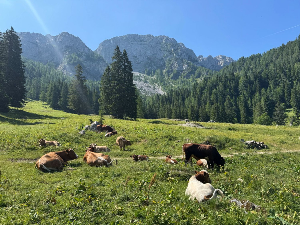 The cows on a meadow in the Solčava region