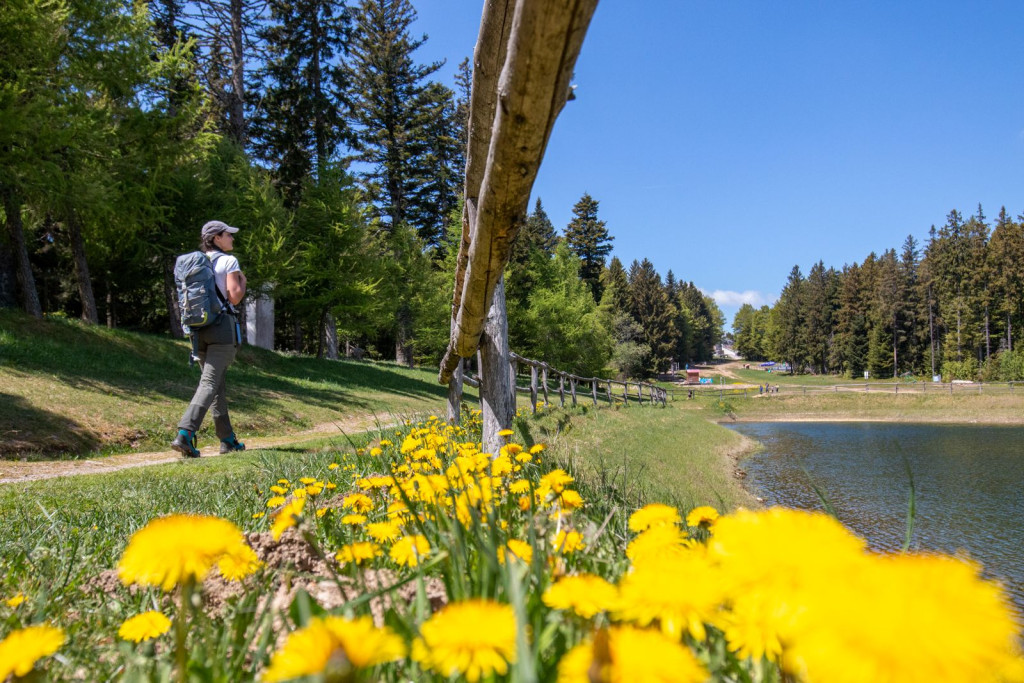 Hiker with a backpack walking along a path beside a small body of water and yellow flowers.